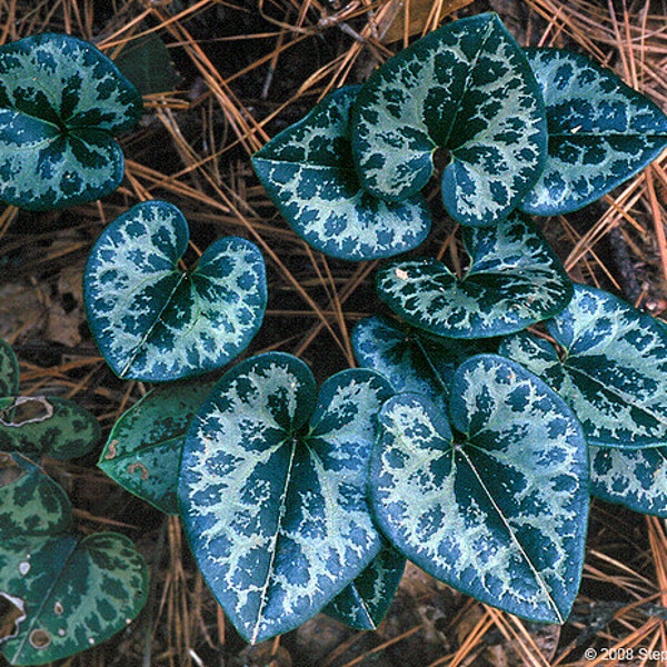 5 wild ginger (Asarum caudatum )