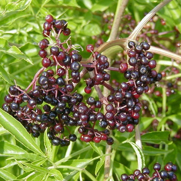 1 american elderberry 12-18" bareroot plant