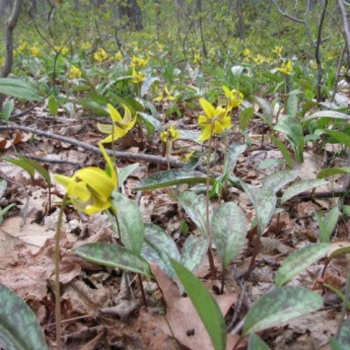 Trout Lily Erythronium Americanum Pollinator Medicinal Etsy