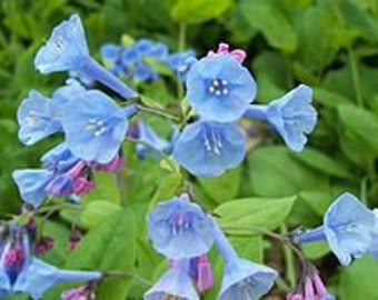 50 virginia blue bells( Mertensia virginica)