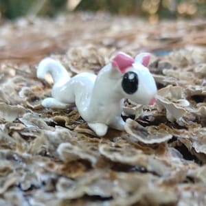 White ferret
