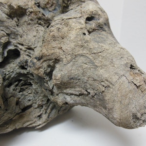 May include: Close-up of a weathered piece of driftwood. The wood is a mix of gray and brown tones, with a rough, textured surface. The wood has a natural, organic shape with visible knots and grain patterns.