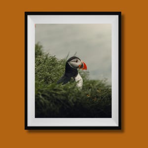 Stampa di pulcinella di mare, decorazione murale di pulcinella di mare islandese, fotografia di pulcinella di mare, stampa fotografica di pulcinella di mare, poster di uccelli costieri islandesi, poster di fauna selvatica islandese