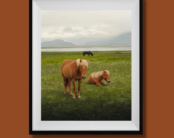 Print IJslandse paarden, foto IJsland, kunst aan de muur IJsland, reisposter IJsland, landschapsfoto IJsland, landschapsfoto IJsland, muurdecoratie IJsland, kunst aan de muur paard