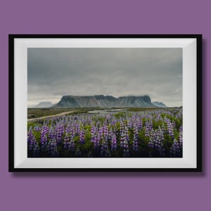 Vestrahorn Iceland Print, Iceland Landscape Photo, Iceland Wall Art, Iceland Travel Poster, Iceland Lupine Photo, Iceland Wall Decor
