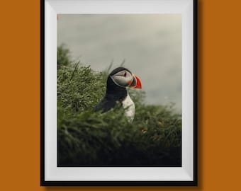 Stampa di pulcinella di mare, arte murale di pulcinella di mare islandese, immagine di pulcinella di mare, arte di pulcinella di mare, fotografia di pulcinella di mare, stampa fotografica di pulcinella di mare, poster di uccelli