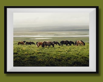 Print IJslandse paarden, foto IJsland, kunst aan de muur IJsland, reisposter IJsland, landschapsfoto IJsland, landschapsfoto IJsland, muurdecoratie IJsland, kunst aan de muur paard