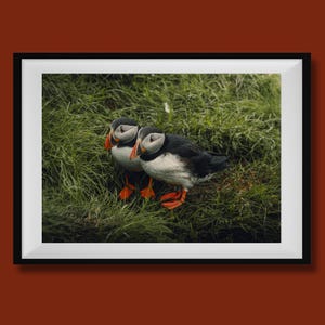 Stampa di pulcinella di mare, decorazione murale di pulcinella di mare islandese, fotografia di pulcinella di mare, stampa fotografica di pulcinella di mare, poster di uccelli costieri islandesi, poster di fauna selvatica islandese