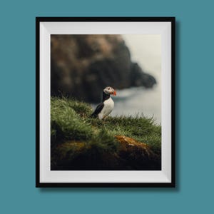 Impresión de frailecillo, arte mural de frailecillos de Islandia, fotografía de frailecillos, impresión fotográfica de frailecillos, póster de aves costeras de Islandia, póster de fauna islandesa