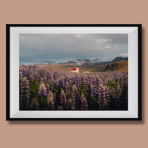 Ingjaldsholl Church Iceland Print, Iceland Church Photo, Iceland Wall Art, Iceland Travel Poster, Iceland Lupine Photo, Iceland Wall Decor