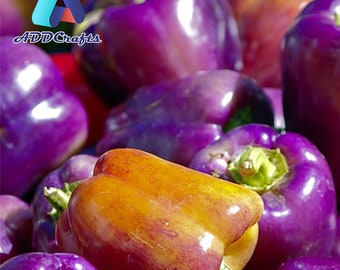 Purple Beauty Pepper Seeds | The Best Organic Seed | High Mowing Organic Seeds