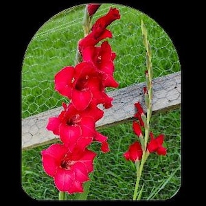 May include: A close-up of vibrant red gladiolus flowers in full bloom. The flowers are set against a backdrop of green grass, a wooden fence, and a wire mesh. The image is framed with a rounded border.