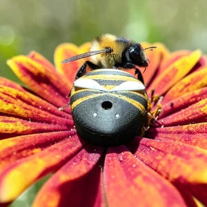 May include: A detailed image of a bee resting on a flower with orange and yellow petals. The bee's body displays black and yellow stripes. The flower's petals are arranged in a radial pattern, creating a striking visual effect.