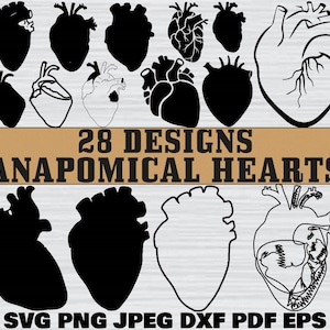 Anatomical Heart Svg Bundle, Human Heart Svg, Heart Svg Bundle, Anatomical Heart Clipart, Flower Heart Svg, Anatomy Svg, Medical Svg,Png,Eps