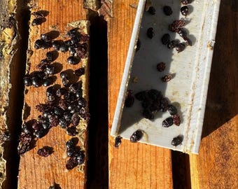 May include: A wooden beehive frame with a cluster of small, dark, oval-shaped beetles scattered across the wood surface and inside a light gray, V-shaped plastic trap. The beetles are concentrated on the textured wood and within the plastic device.