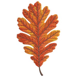 May include: A detailed illustration of an oak leaf in autumn colors. The leaf features shades of orange, red, and yellow with brown veins and stem. The leaf's edges are intricately detailed, showcasing its natural shape.