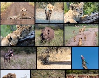Predefinições do Lightroom para a vida selvagem na África