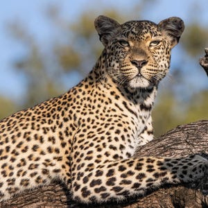 African Wildlife - The Big Five
