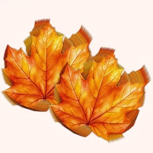 May include: Two detailed, orange and yellow maple leaf illustrations. The leaves have intricate vein patterns and textured edges, evoking the colors of autumn. The image is set against a soft, off-white background, highlighting the vibrant colors of the leaves.