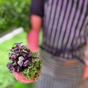 Kit completo para cultivo de microverdes em peitoril de janela 5x5 - Produtos dos EUA