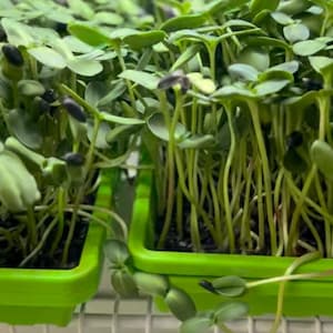 Microgreen Kit complete 10x10 -USA products