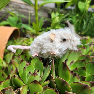 May include: A plush, light gray mouse with a pink tail, tan ears, and black eyes rests on a bed of green succulents. The mouse has long whiskers and tiny pink feet. A small, brown, curved pot is in the background.