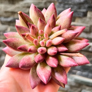 4&quot; Rare Succulent Pachyveria Goldfish Cluster Live Bare Rooted Without Soil Pot Indoor Outdoor Wedding Plant Lover Gift Pink Home