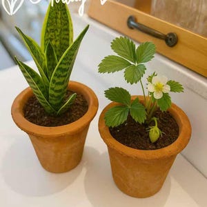 Terra Cotta Clay Planter Pots (Set of 2) - Cactus & Succulent Drainage