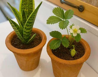 2 PCS Terra Cotta Clay Planter Flower Pots (Set of 2) - Cactus & Succulent Drainage