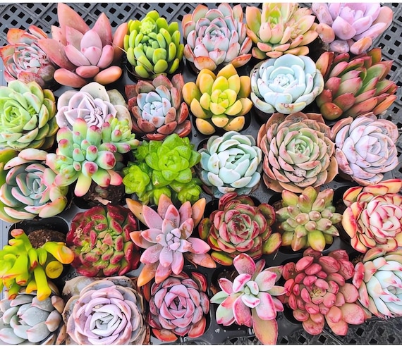 Assorted Succulent Plant Set: 2-3.5" Echeveria, Sedum Mix - Etsy