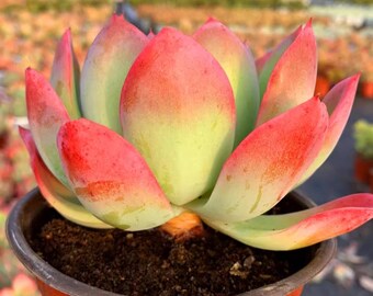 5'' Echeveria Luella Rare Succulent: Bare Rooted Indoor Plant