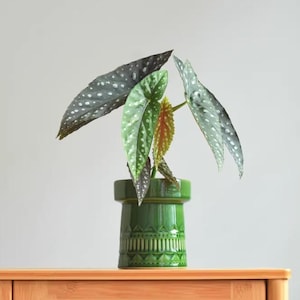 May include: A potted Begonia plant with large, speckled leaves in a green ceramic vase. The leaves are a mix of green and dark grey with white spots. The vase is a deep green with a geometric pattern.