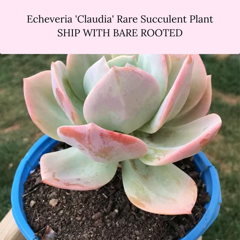 多肉植物　Echeveria 'Claudia' Rose錦 il_fullxfull.6442516203_g00g.jpg