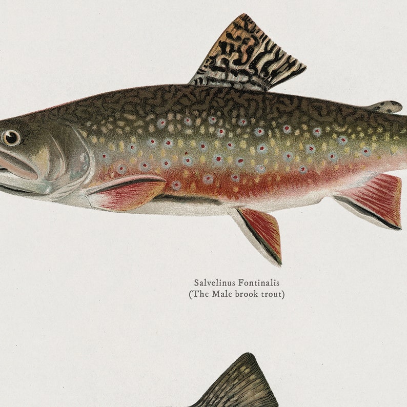 May include: A detailed illustration of a brook trout, also known as Salvelinus Fontinalis, with a brown and green body, red fins, and white spots. The fish has a distinctive black and white patterned dorsal fin.