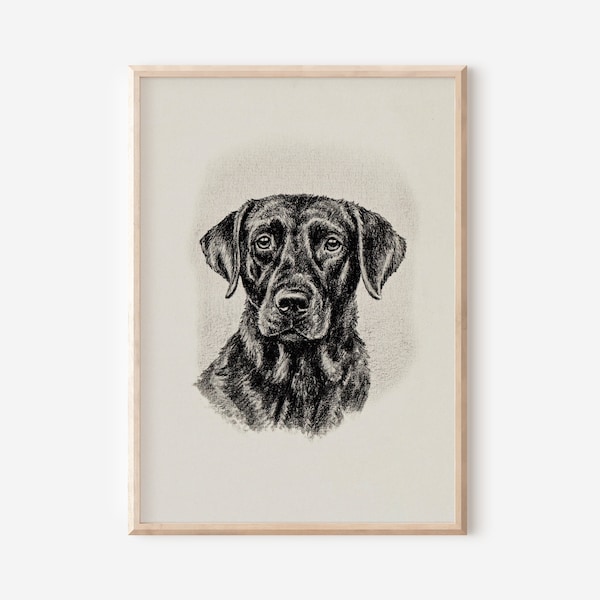 Vintage Dog Sketch | Printable Wall Art of Dogs | Print Yourself | Antique Dog Artwork | Black Lab Portrait | Vintage Pet Artwork