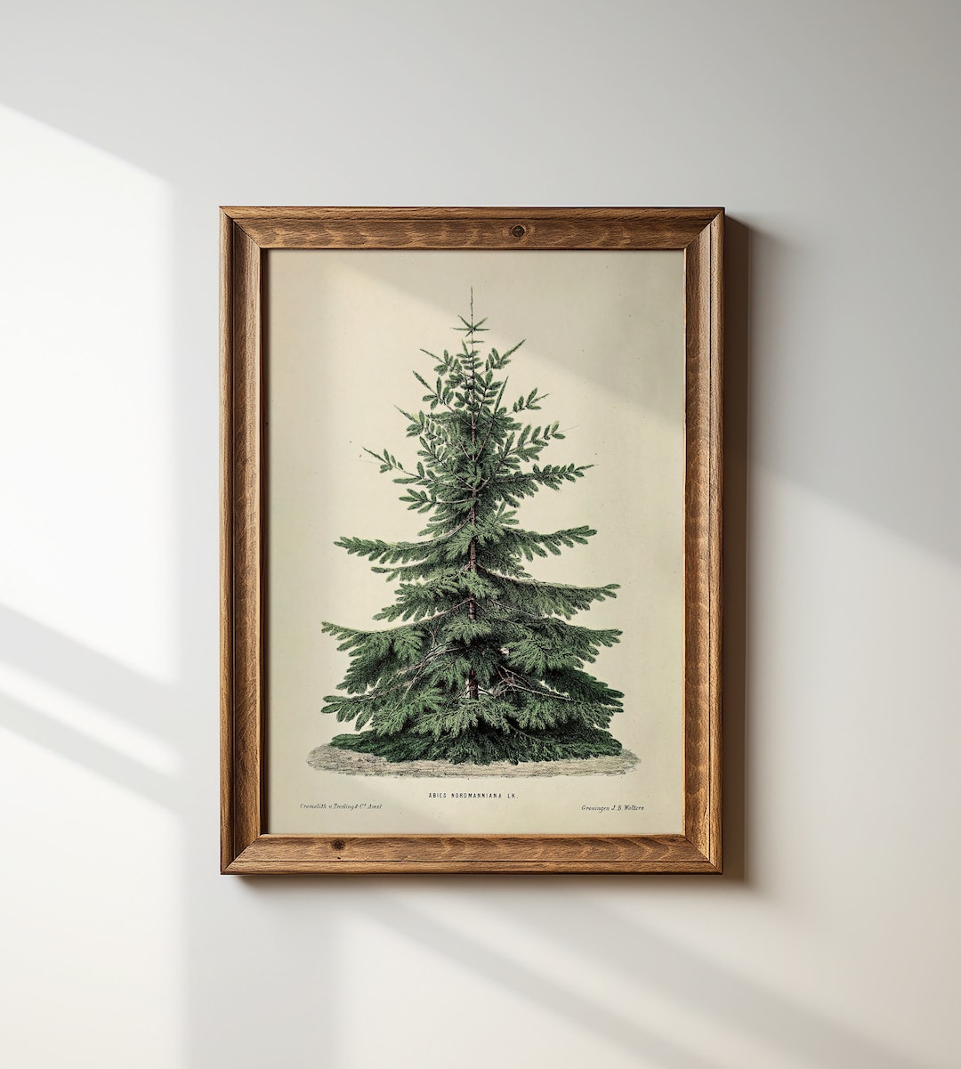 Vintage Fir Christmas Tree Botanical Sketch Norway Spruce Holiday