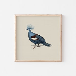 Puede incluir: Una ilustraci&oacute;n enmarcada de un p&aacute;jaro azul y blanco con una cresta en la cabeza. El p&aacute;jaro est&aacute; parado en una rama y tiene las alas extendidas.