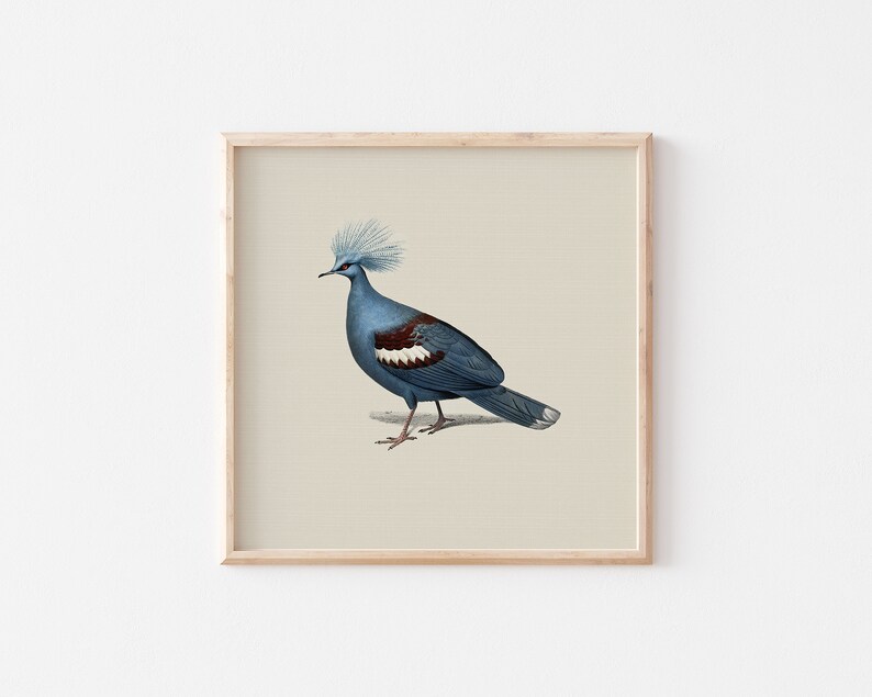 Puede incluir: Una ilustraci&oacute;n enmarcada de un p&aacute;jaro azul y blanco con una cresta en la cabeza. El p&aacute;jaro est&aacute; parado en una rama y tiene las alas extendidas.