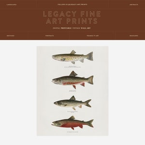 May include: A vintage illustration of four different types of trout fish. The fish are depicted in a realistic style with detailed markings and colours. The illustration is set against a white background.