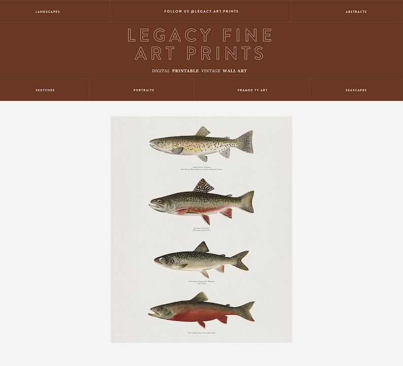 May include: A vintage illustration of four different types of trout fish. The fish are depicted in a realistic style with detailed markings and colours. The illustration is set against a white background.