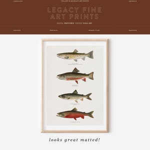 May include: A vintage illustration of four different types of trout fish. The fish are depicted in a realistic style with detailed markings and colours. The illustration is framed in a light wood frame and has a white background.