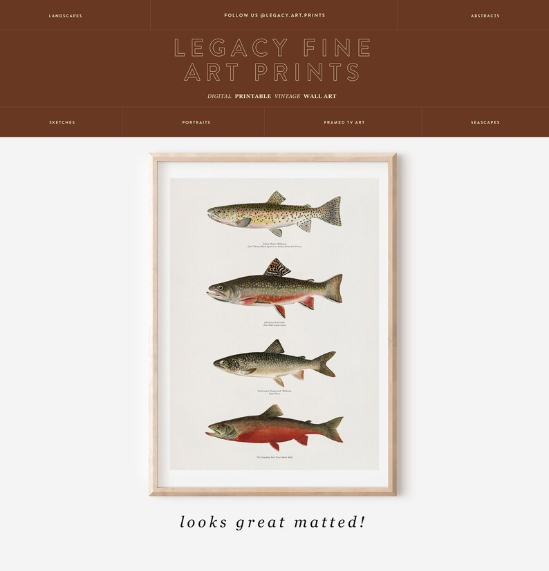 May include: A vintage illustration of four different types of trout fish. The fish are depicted in a realistic style with detailed markings and colours. The illustration is framed in a light wood frame and has a white background.