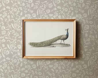 Vintage Peacock Fine Art Print | Large Modern Farmhouse Wall Decor | Neutral Minimalist Bird Download | Aesthetic Room Decor
