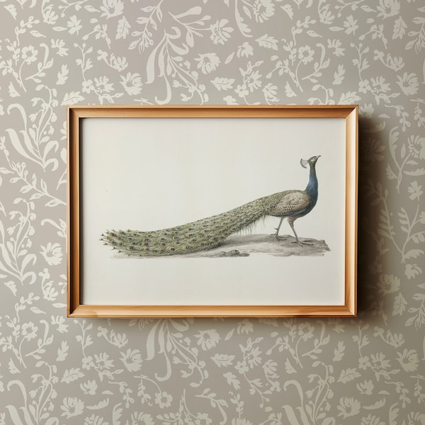 Vintage Peacock Fine Art Print | Large Modern Farmhouse Wall Art Decor | Neutral Minimalist Bird Downloadable Print