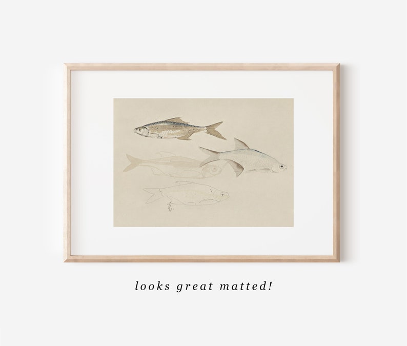 Vintage Fish Sketch Fish Painting Downloadable Art PRINTABLE PRINTABLE Wall Art Digital Prints Farmhouse Decor Digital PRINTABLE image 2
