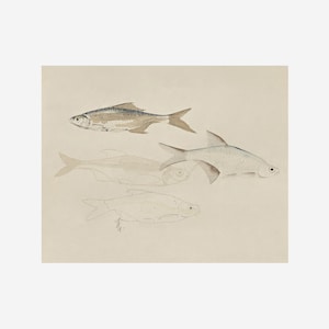 Vintage Fish Sketch Fish Painting Downloadable Art PRINTABLE PRINTABLE Wall Art Digital Prints Farmhouse Decor Digital PRINTABLE image 3