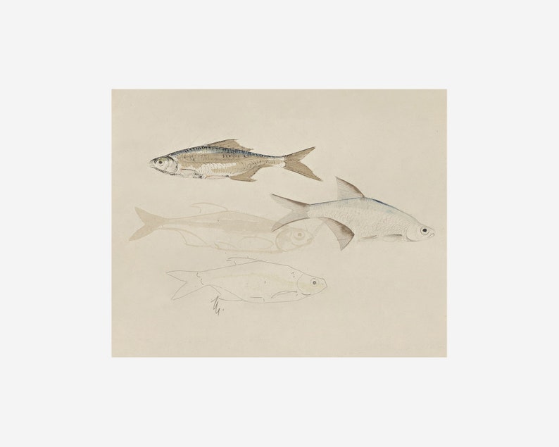 Vintage Fish Sketch Fish Painting Downloadable Art PRINTABLE PRINTABLE Wall Art Digital Prints Farmhouse Decor Digital PRINTABLE image 3