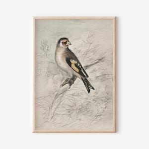 PRINTABLE Wall Art Vintage Bird Sketch Neutral Tones | Farmhouse Woodland Rustic Nursery Digital Art | Printable Vintage Wall Art