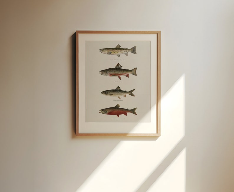 May include: A framed print featuring four different types of trout fish. The fish are illustrated in a vintage style with detailed markings and colours. The print is on a white background with the names of each fish listed below them.
