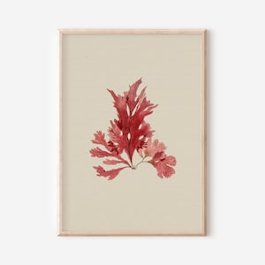 Botanical Vintage Printable Wall Art | Antique Floral Painting Seaweed Artwork | Farmhouse Decor Downloadable Prints